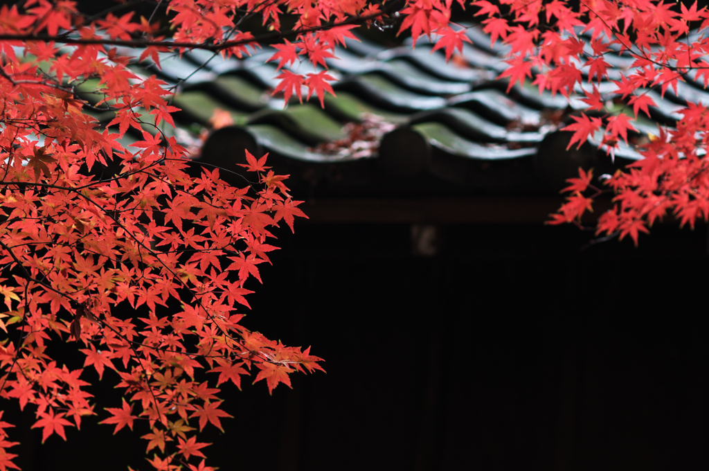 紅葉と甍