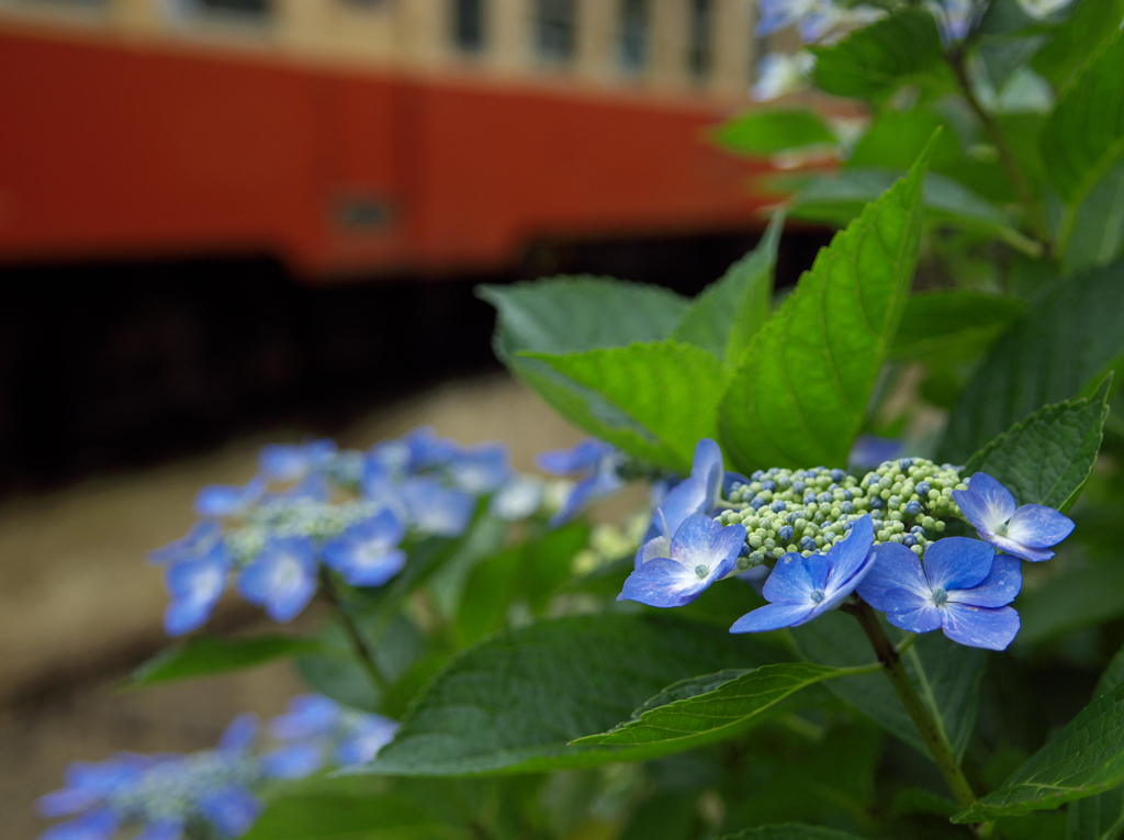 高滝駅の額紫陽花