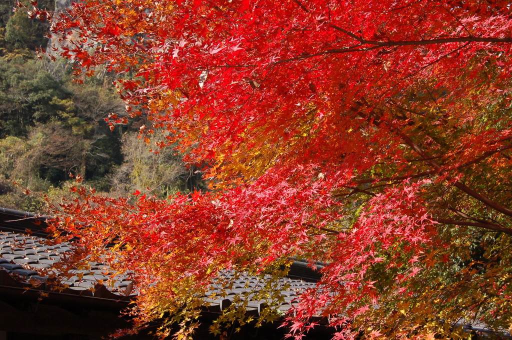 紅葉