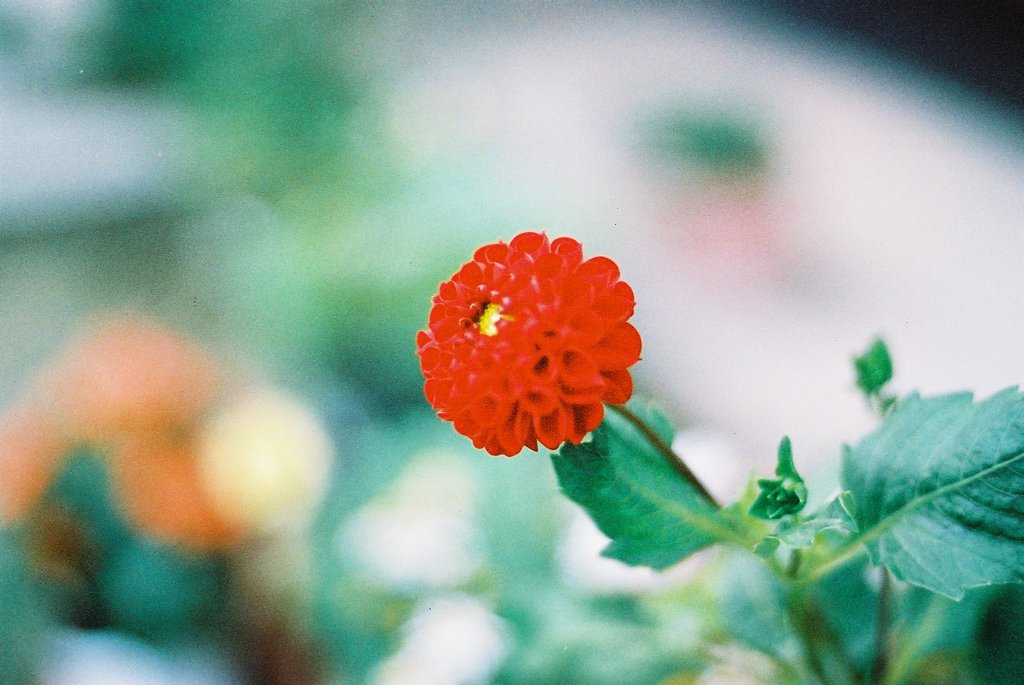 真っ赤な一輪花