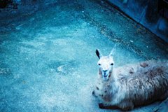ラマさん