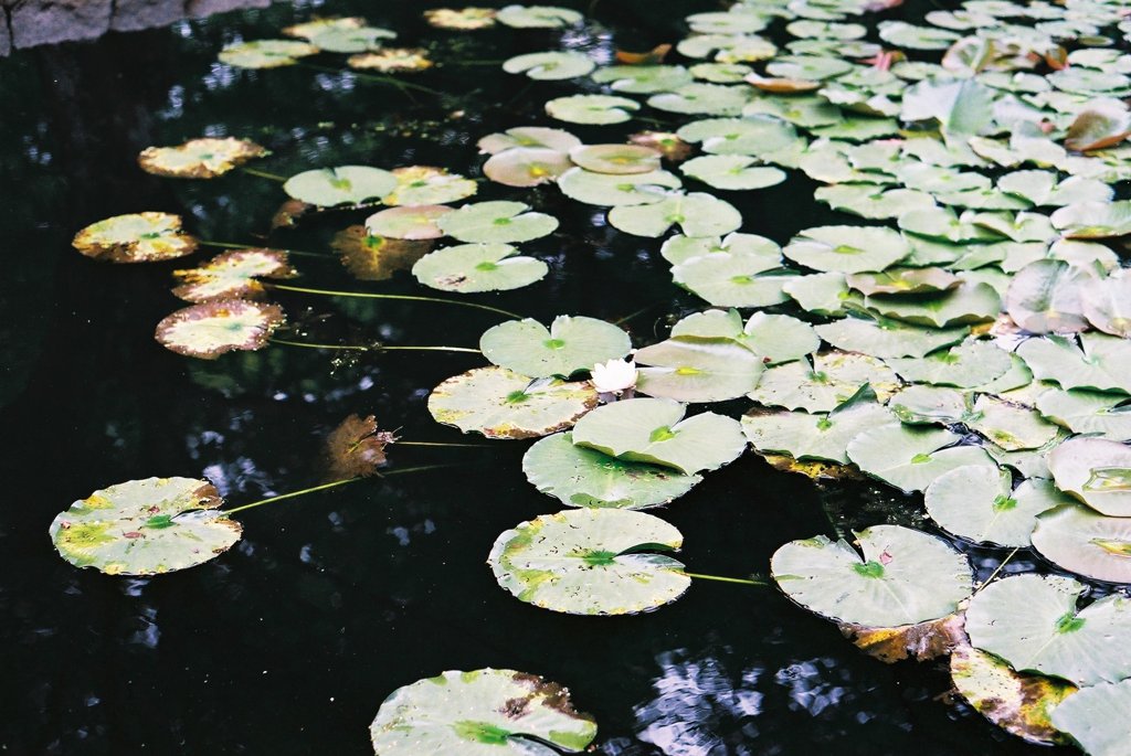 水連