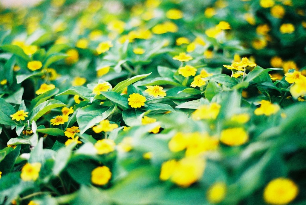 黄色いお花
