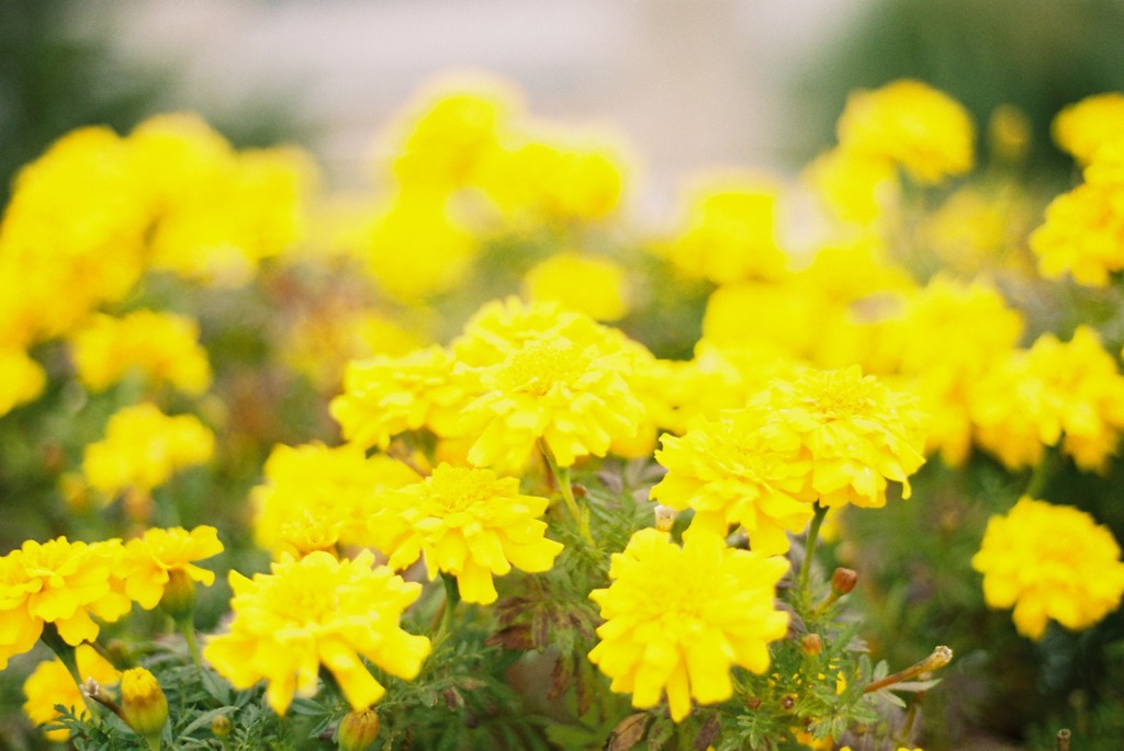 お花