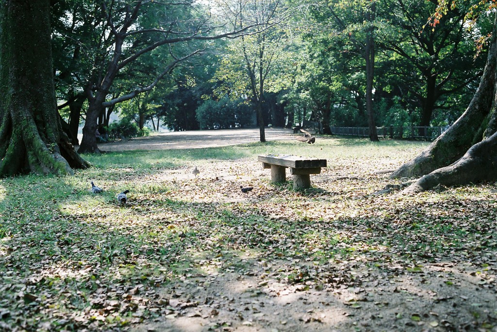 鳩の楽園