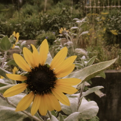 ひまわり風の花