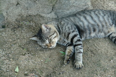 眠り猫（リアル）