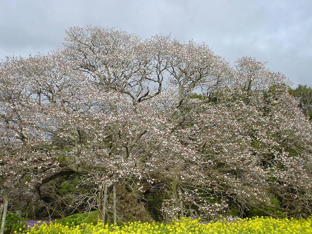 山桜