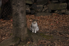 野良猫　姉