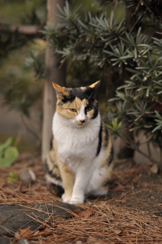 野良猫　妹