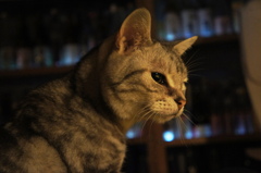 看板猫