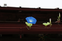 軒下に一輪