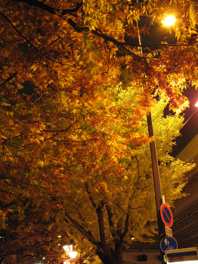 夜間紅葉