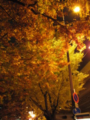 夜間紅葉