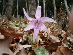 かたくり蜜標