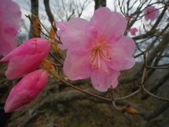 あかやしおつつじ