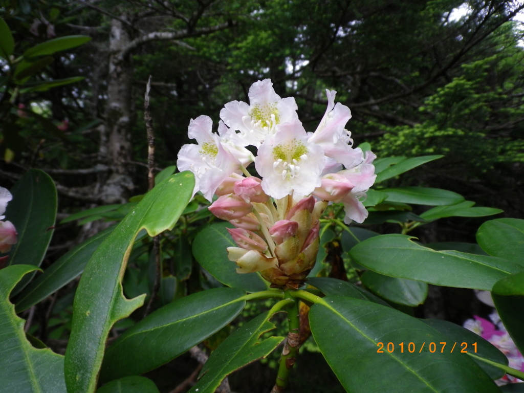 はくさんしゃくなげ