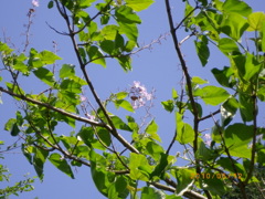 きり