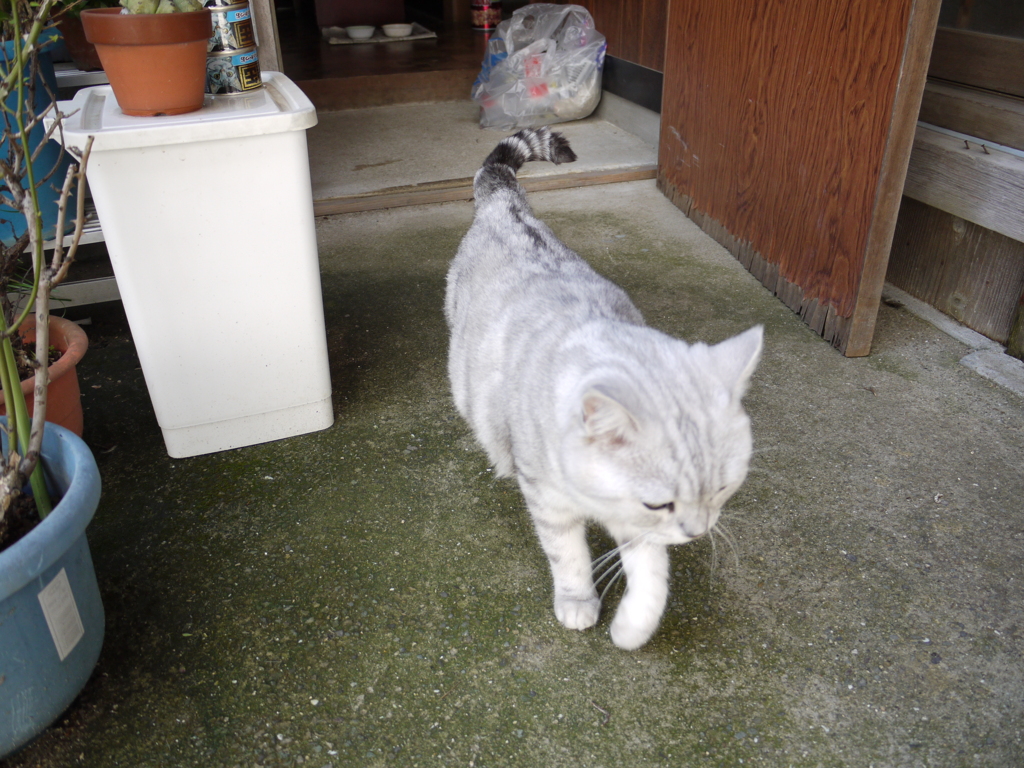 呼んだら外に来てくれました＾＾