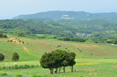遠くに見えるのは牛さん