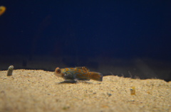 か、かわええ！！！