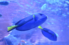 ぶさかわでござる