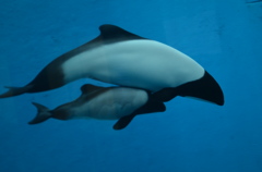 仲良く泳いでました＾＾