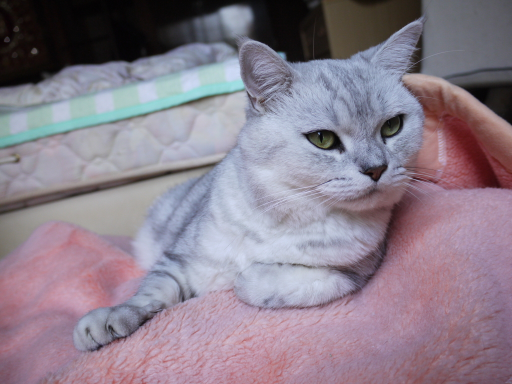 地元のご近所さんの猫！