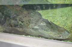 かっけー！ワニ！ワニ！