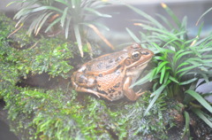 触れないけどかわいいなーって思うカエル(笑)