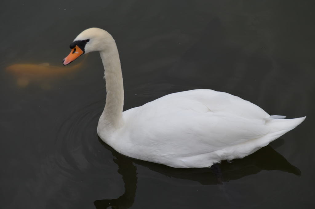 白鳥もいます
