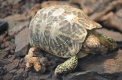 たくましそうなカメさんでござる