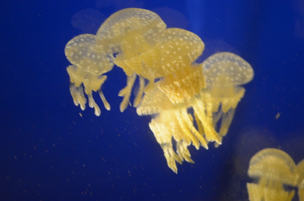 ふわふわー、何考えてるんやろ