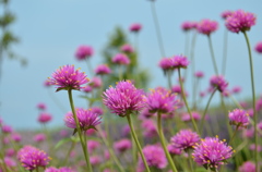 あわじ花さじき