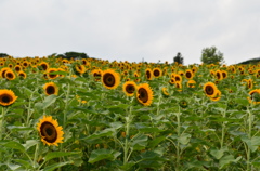 まだ頑張って上を向いとります