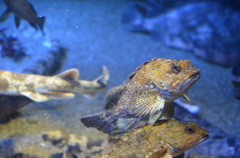 渋い…でもかわいい