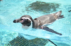 ペンギン