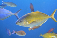 悠々と泳いでました