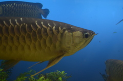 アロワナさんかっこいい！