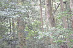 伊勢神宮にやってきました！