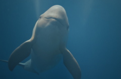 スナメリちゃん！