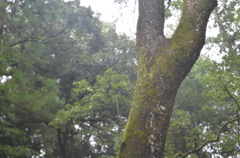 もののけ姫を思い出すような神聖さがあります