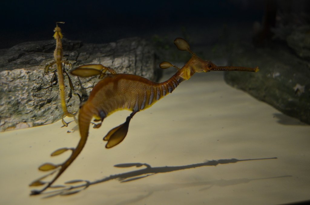 シードラゴン！