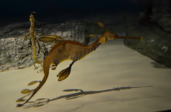 シードラゴン！