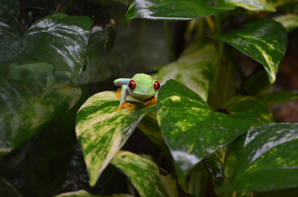 こっち見てる！赤い目がドクドクしいけどかわいい！