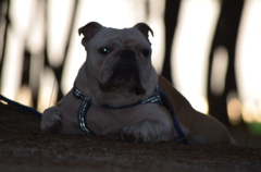 番犬みたい＾＾