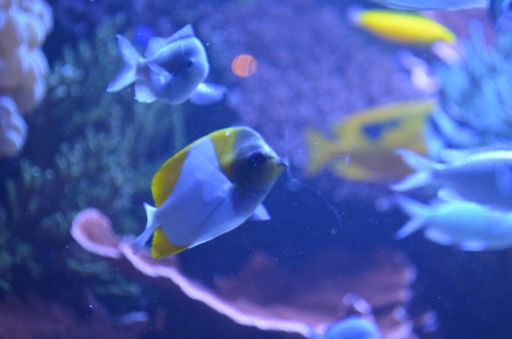 海水魚はカラフル