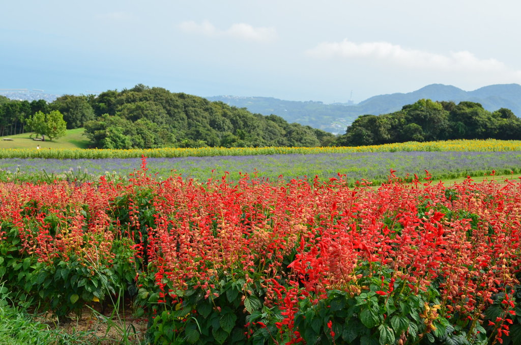 広がる花々