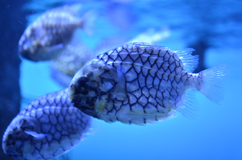 へヴィメタルじゃねえか