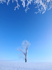 雪原の一本の木